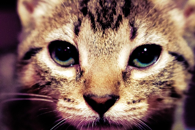 Free Cat Animal photo and picture