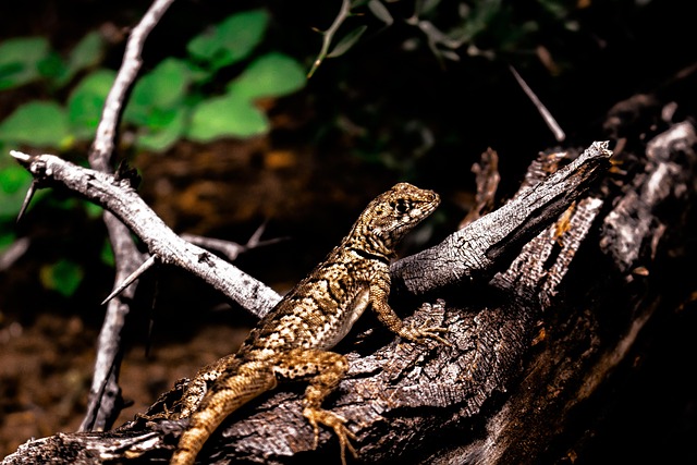 Free Lizard Reptile photo and picture