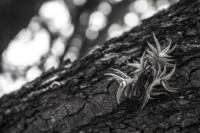 Free Tree Plant photo and picture