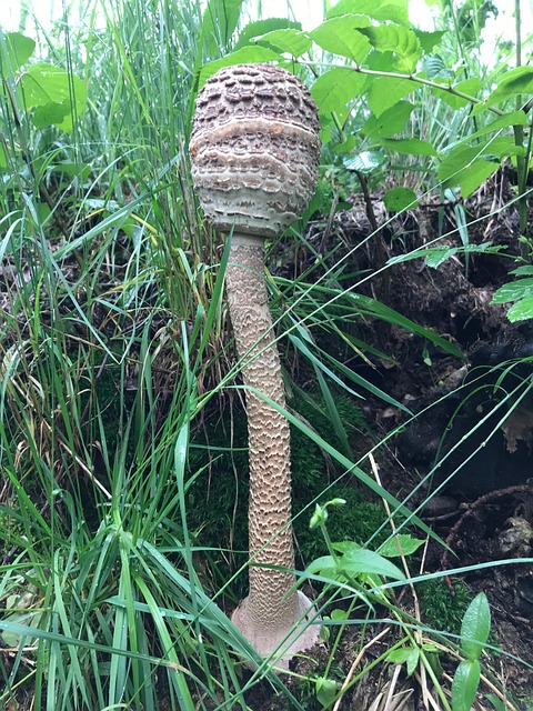 Free Mycology Mushrooms photo and picture