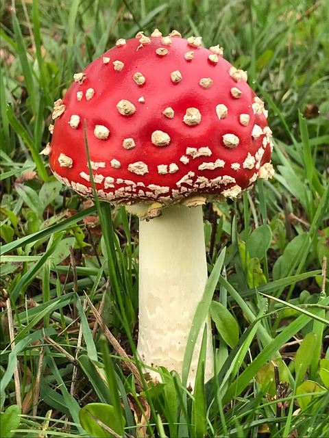 Free Mycology Mushrooms photo and picture