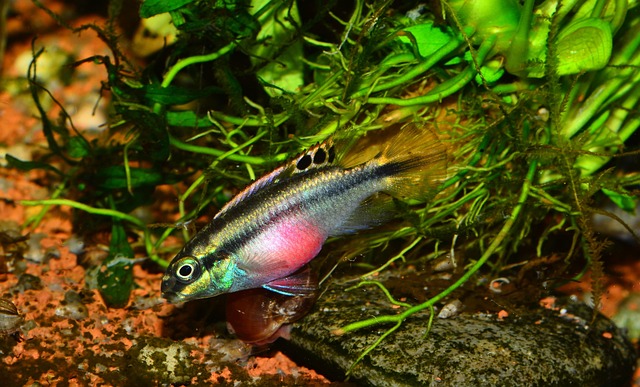 Free Kibrensis Female Pelvicachromis Pulcher photo and picture