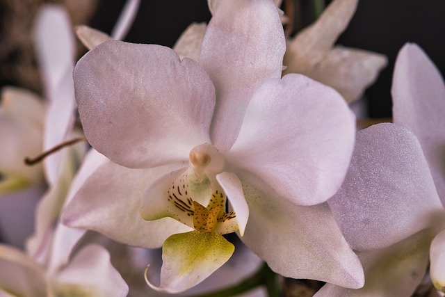 Blomst, Orkidé, Natur, Skønhed, Flora
