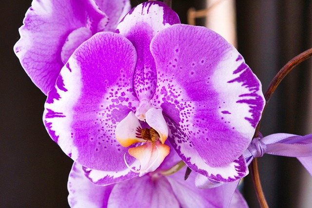 Blomst, Blomst Tapet, Blomst Baggrund