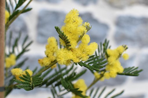 3以上の無料フサアカシア 花画像 Pixabay