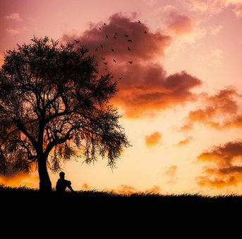 Free Sunset Tree photo and picture