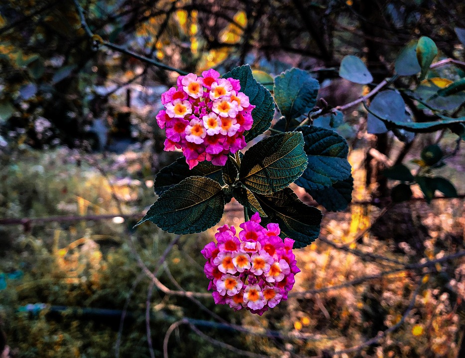 lantanas-pixabay-pixabay