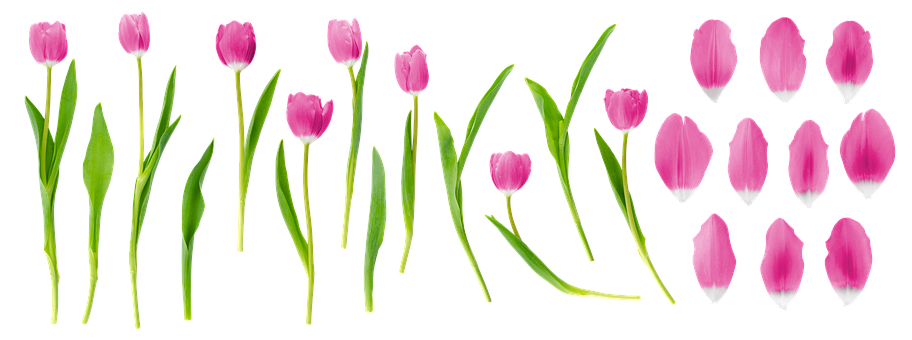 Free Flowers Flower Wallpaper photo and picture