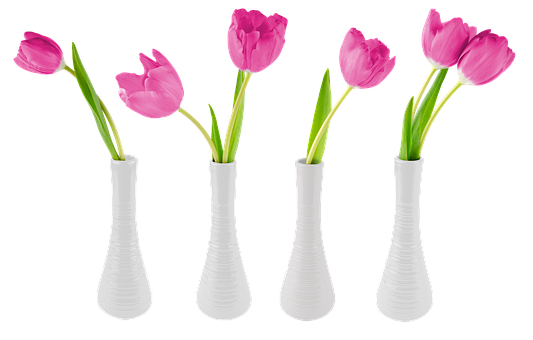 Free Flowers Tulips photo and picture