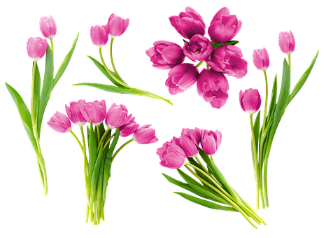 Free Flowers Flower Wallpaper photo and picture