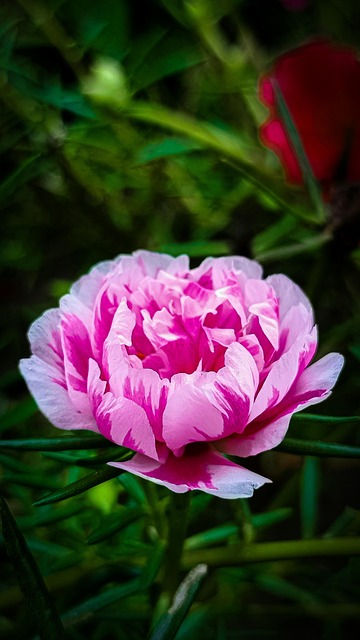 Rose, Blume, Pinke Blume, Rosenblüte
