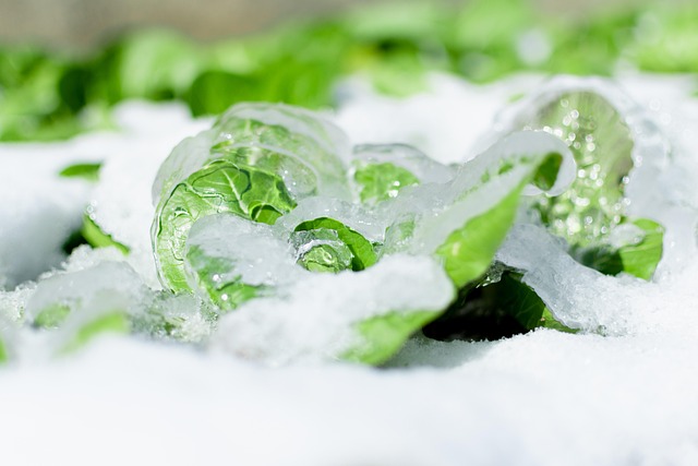 Invierno, Vegetal, Nieve, Planta, Brote