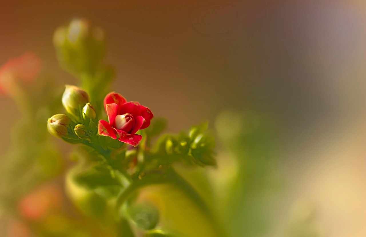 Bloom Near Me Growing Life and Beauty Around Us
