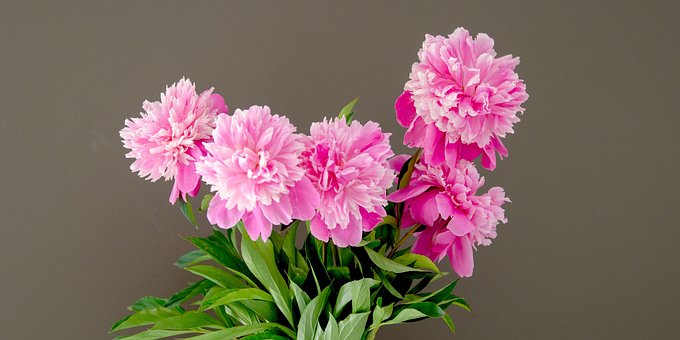 Flores, Rosado, Verde