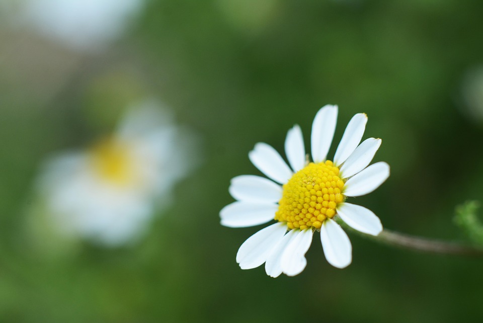 Marguerite - Photo gratuite sur Pixabay - Pixabay