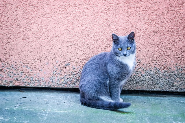 Free Lazy Looking photo and picture
