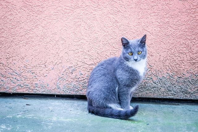 Free Lazy Looking photo and picture