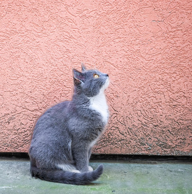 Free Lazy Looking photo and picture