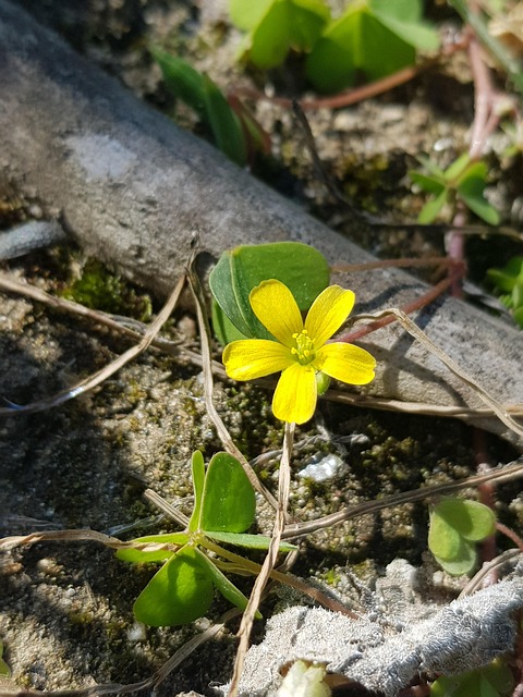 Free Flower Spring photo and picture