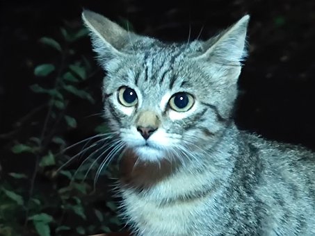 Gato, Animal, Noite, Felino