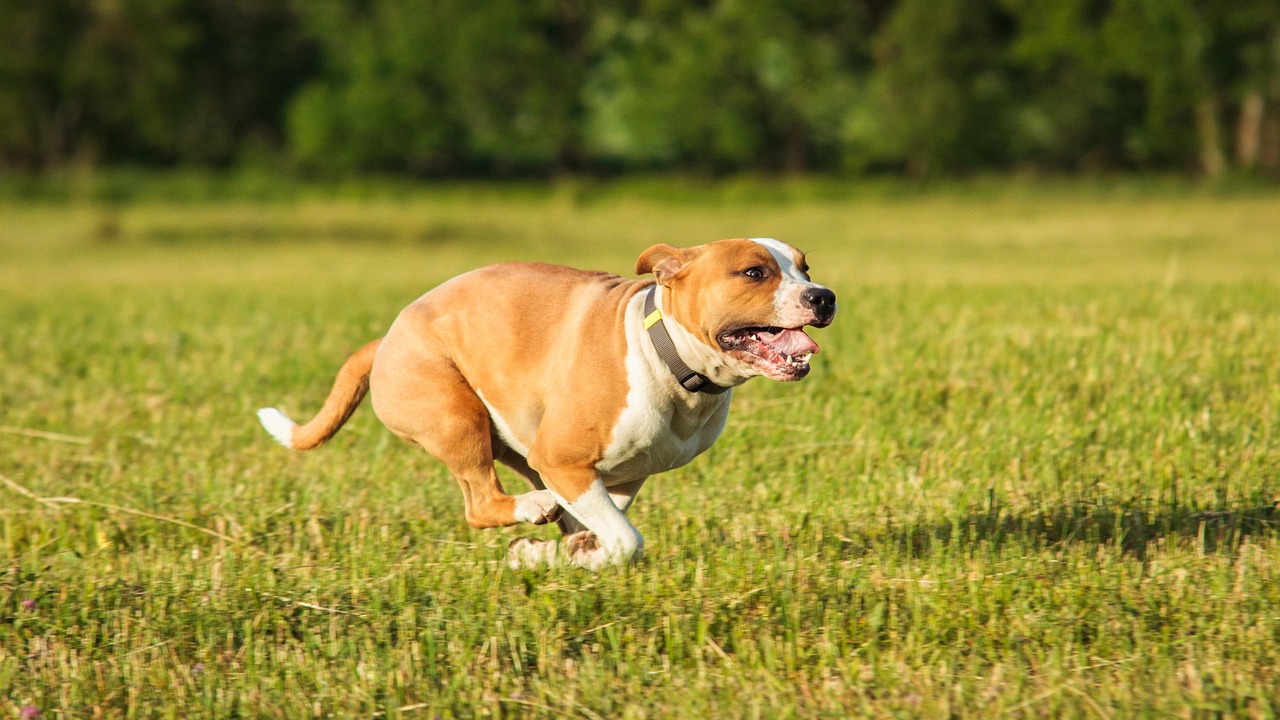American Staffordshire Terrier Dog