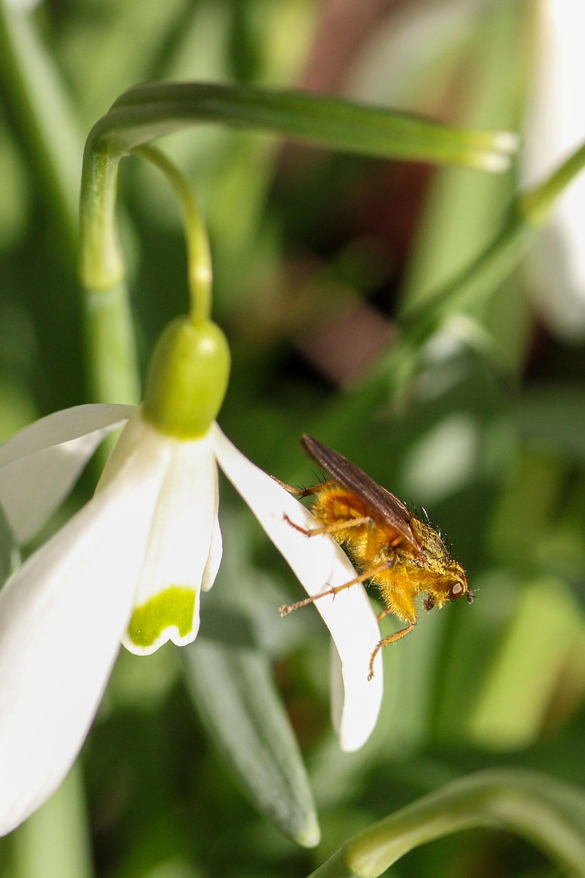 Macro Fly Insect Macro Fly Spring - Free photo on Pixabay - Pixabay