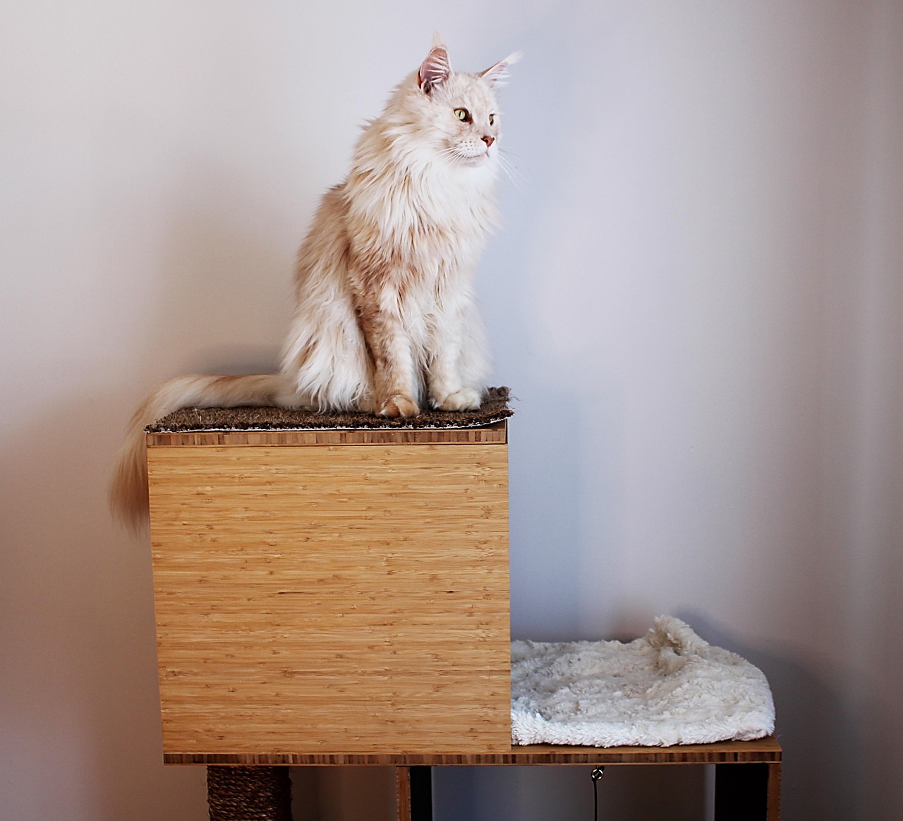 Chat Cat Animal - Photo gratuite sur Pixabay - Pixabay