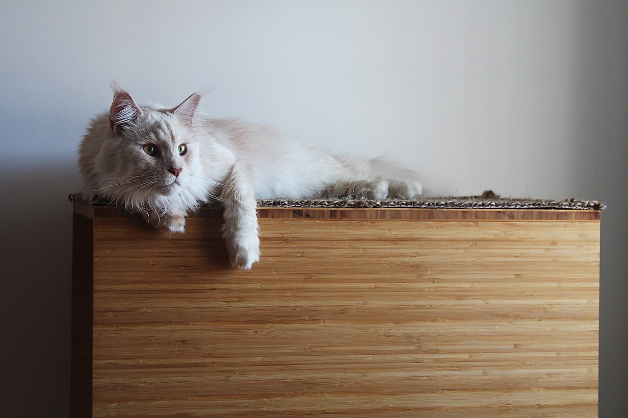 Maine coon cat tree pet free photo on pixabay pixabay