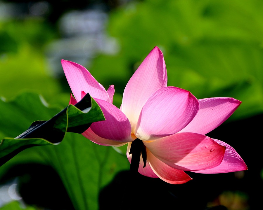 Lotus Flower Pink - Free photo on Pixabay - Pixabay