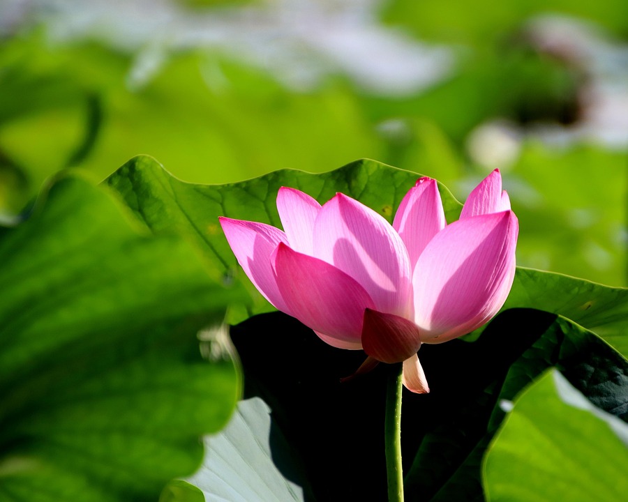 Lotus Flower Pink - Free photo on Pixabay - Pixabay