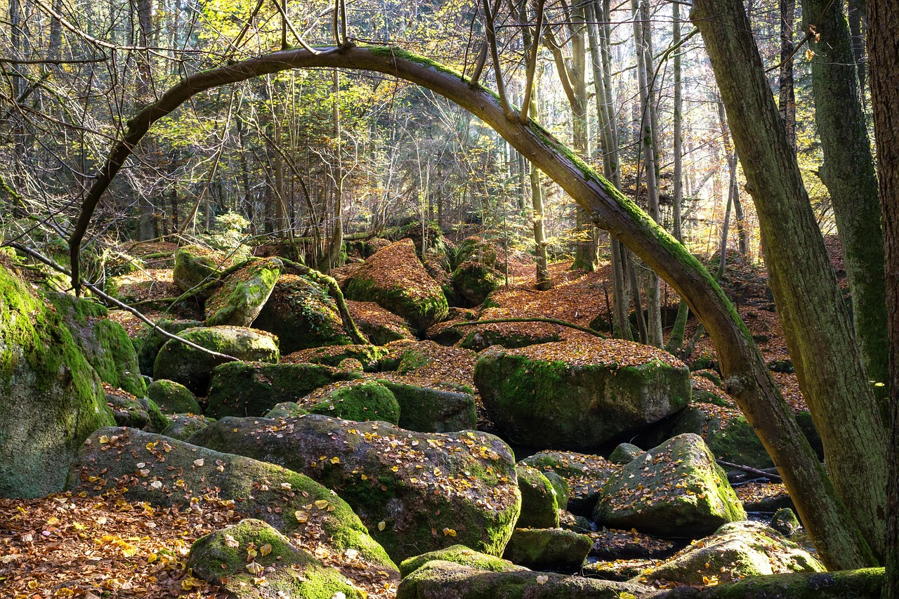 Nature Forest Rocks Nature Forest Rocks - Free photo on Pixabay - Pixabay