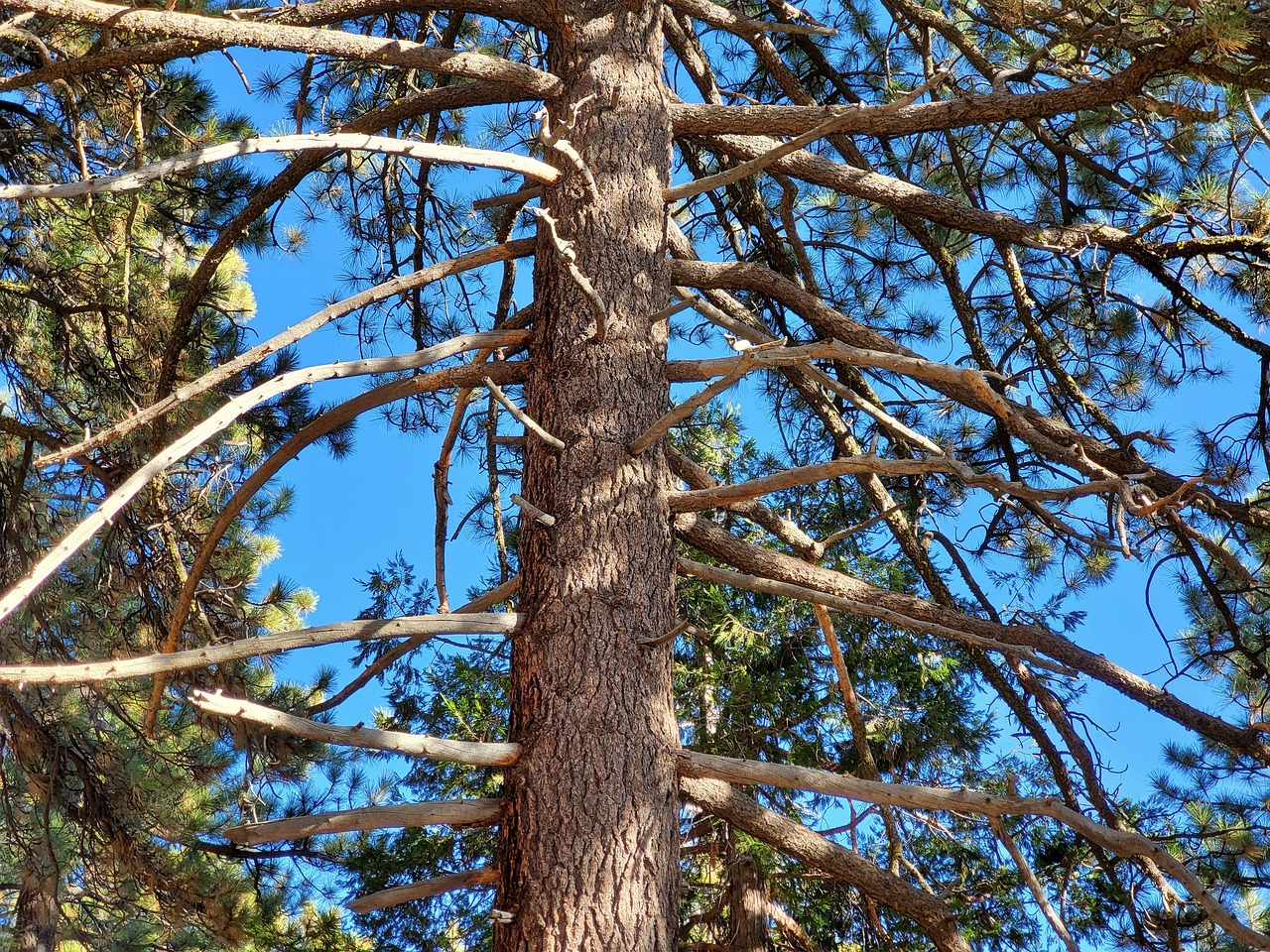Pine Old Tree Nature Free photo on Pixabay Pixabay