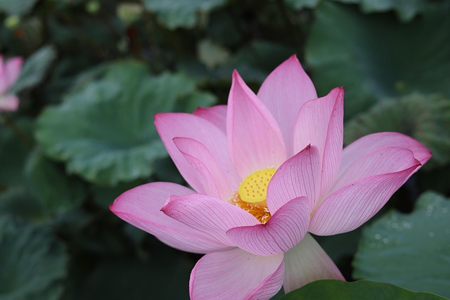Free Lotus Flower Wallpaper photo and picture