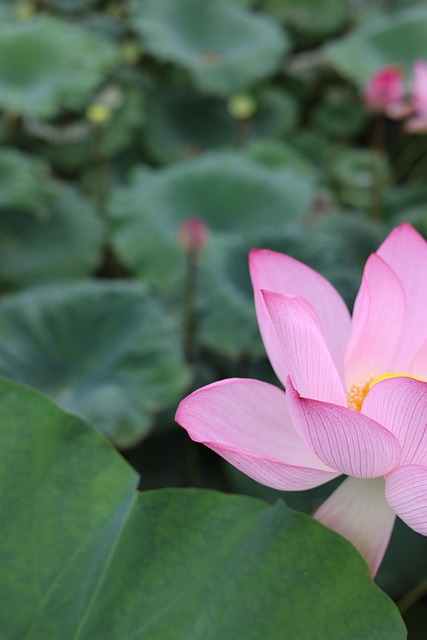 Free Lotus Flower photo and picture