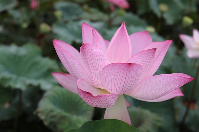 Free Lotus Flower photo and picture