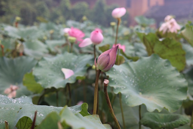 Free Lotus Flower photo and picture