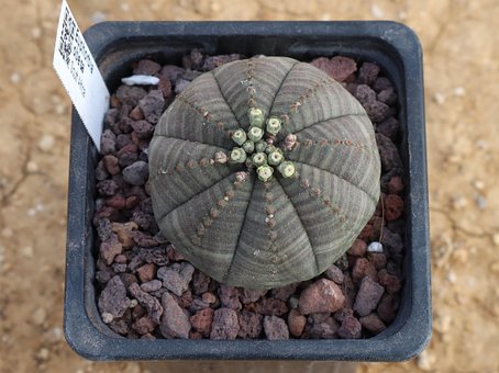 Free Obese Euphorbia Succulent Plant photo and picture
