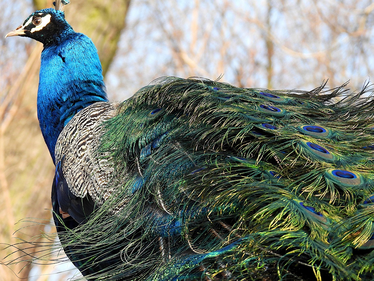 https://cdn.pixabay.com/photo/2022/03/03/11/14/pavo-cristatus-7045121_1280.jpg