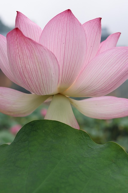 Free Lotus Beautiful Flowers photo and picture