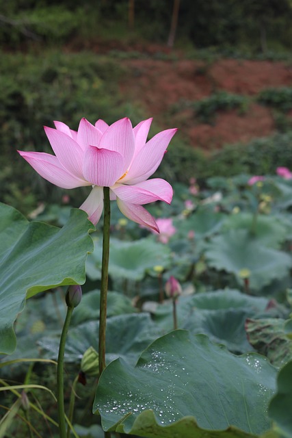 Free Lotus Flower photo and picture