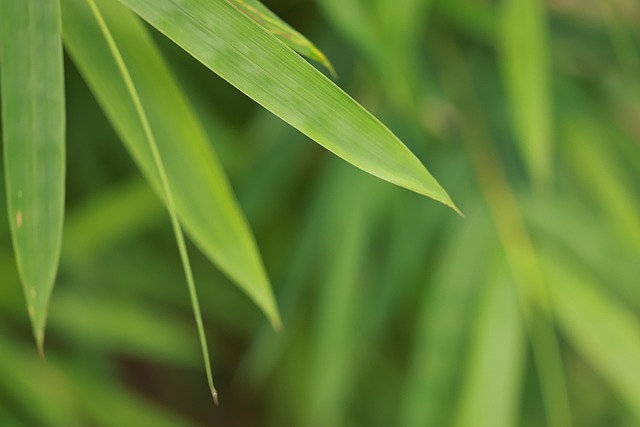 botany, nature, bamboo, leaves, flora, bamboo leaves, bamboo forest, growth, foliage, plant