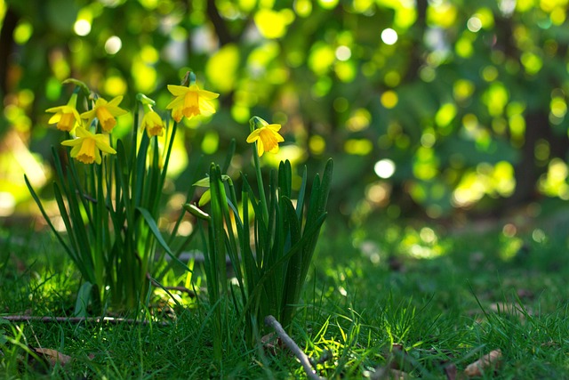 Free Daffodil Flowers photo and picture