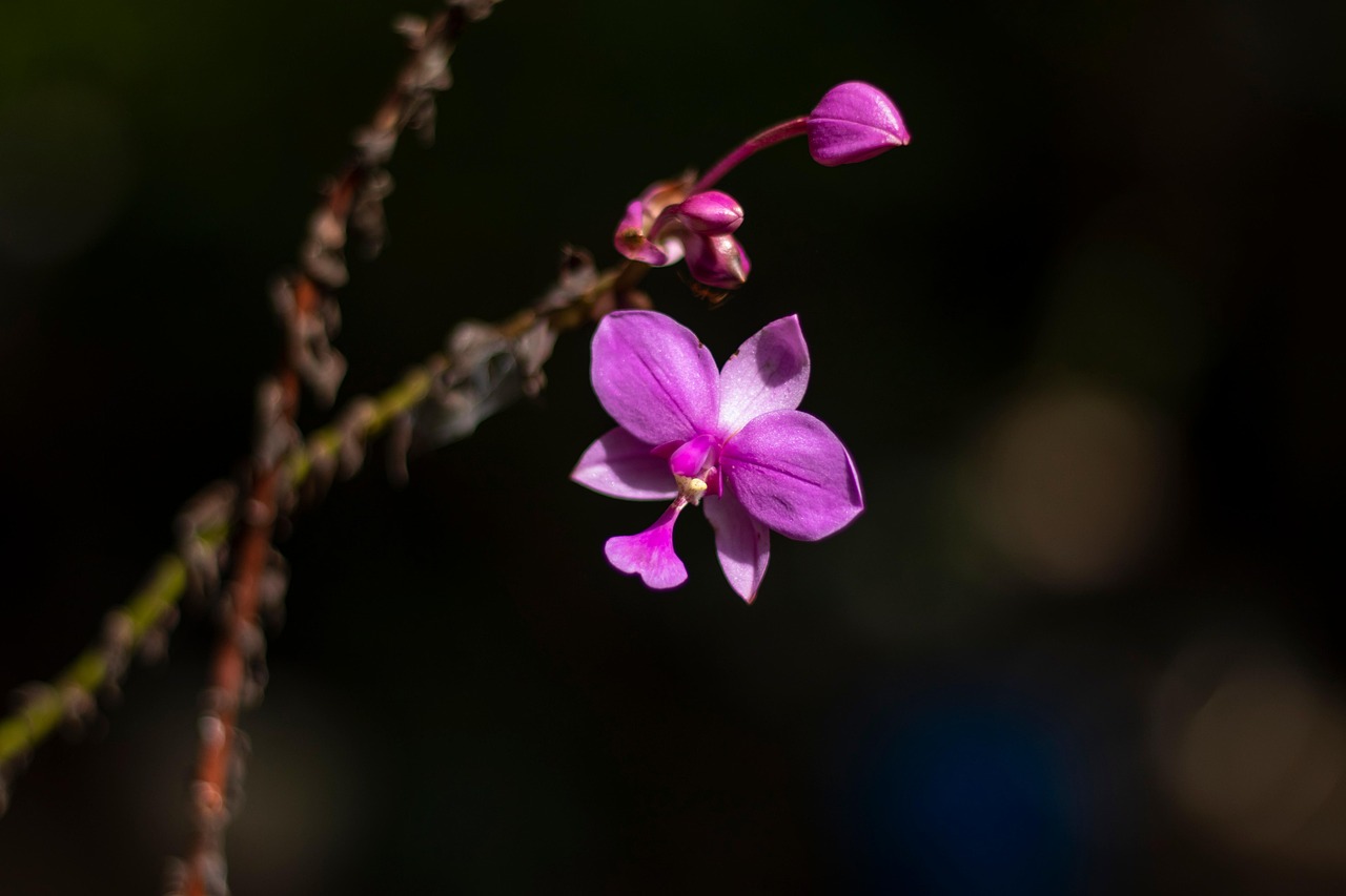 花 盛开 开花 - Pixabay上的免费照片 - Pixabay