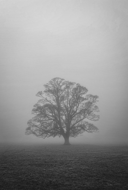 Natur, Baum, Einfarbig, Draußen