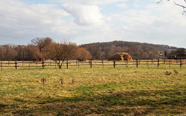 Free Meadow Pasture photo and picture