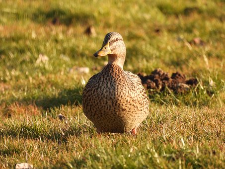 Free Duck Bird photo and picture