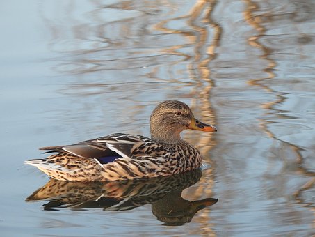 Free Duck Bird photo and picture