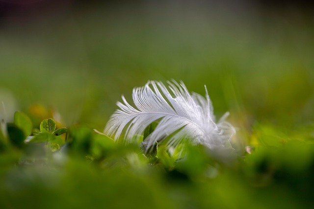 Free Feather Nature photo and picture