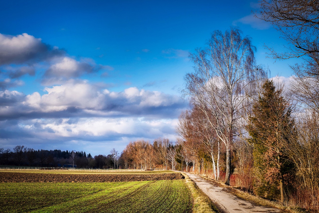 Fields Path Trees - Free photo on Pixabay