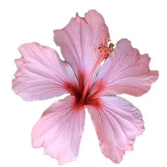 Free Hibiscus Flower photo and picture